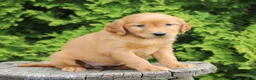 Mixed Breed dogs for sale: Wynn  - Ad 4