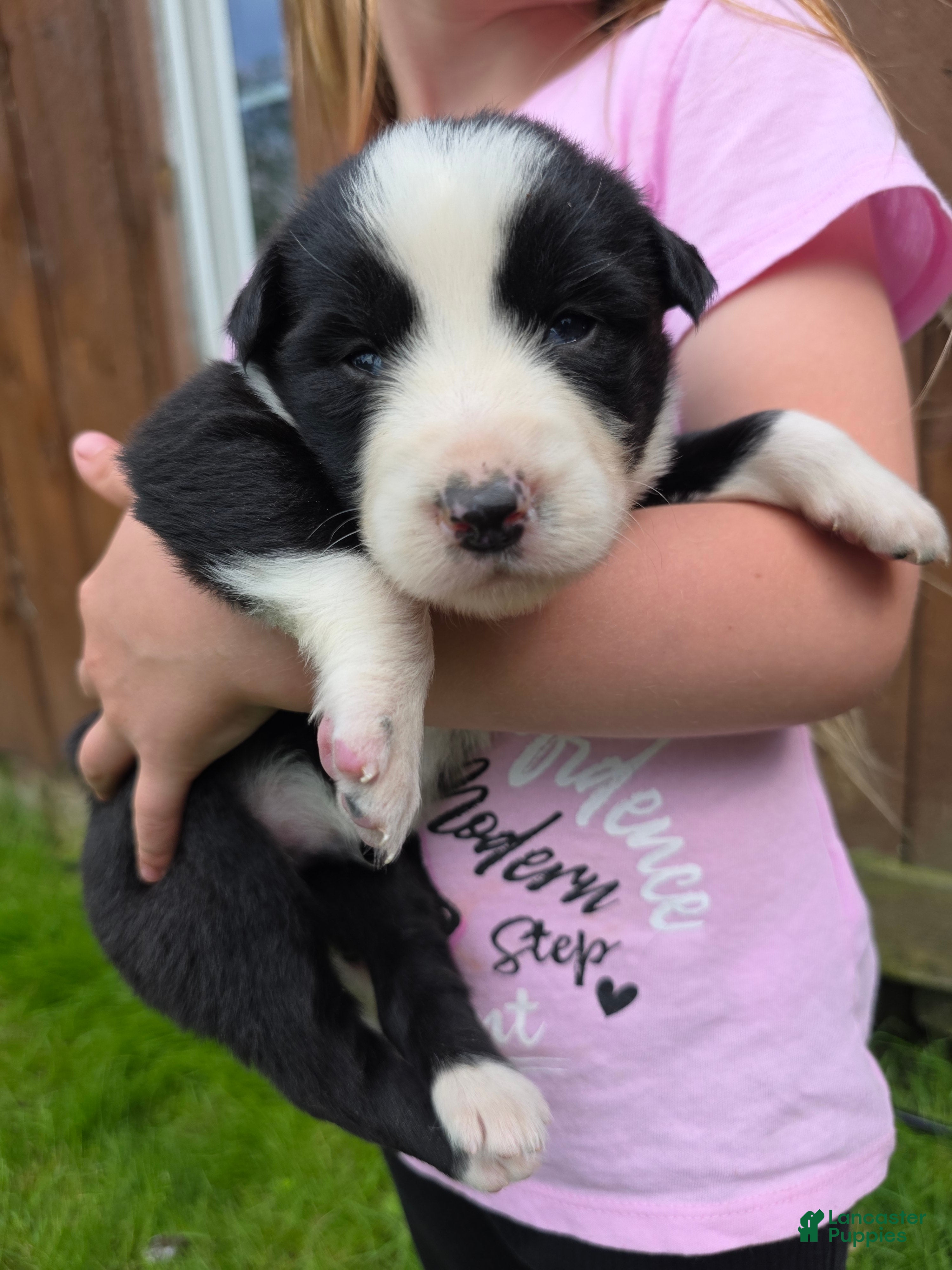 Border Collie dogs Gunner - Ad 19