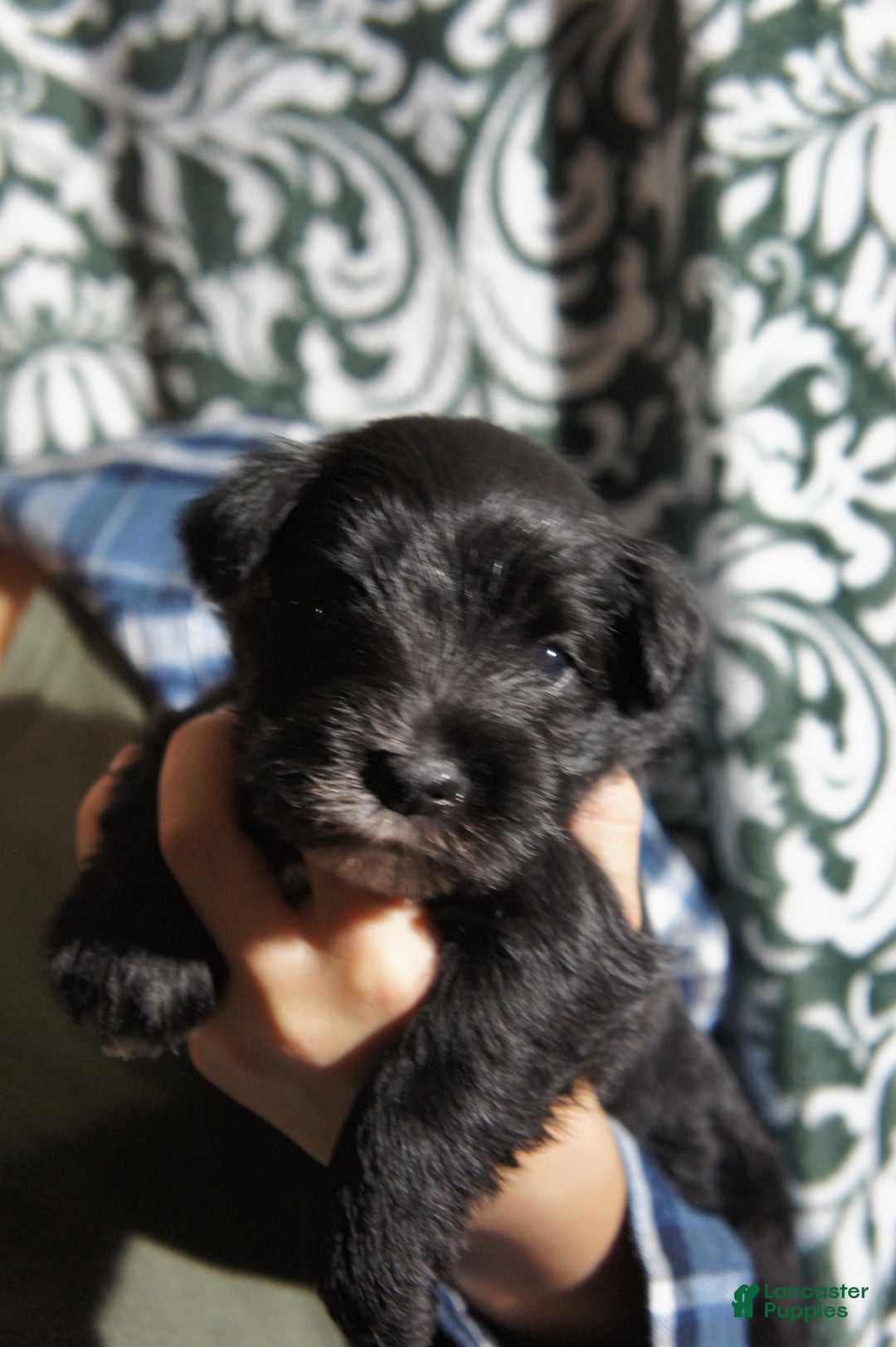 Miniature Schnauzer dogs for sale: Chloe - Ad 12