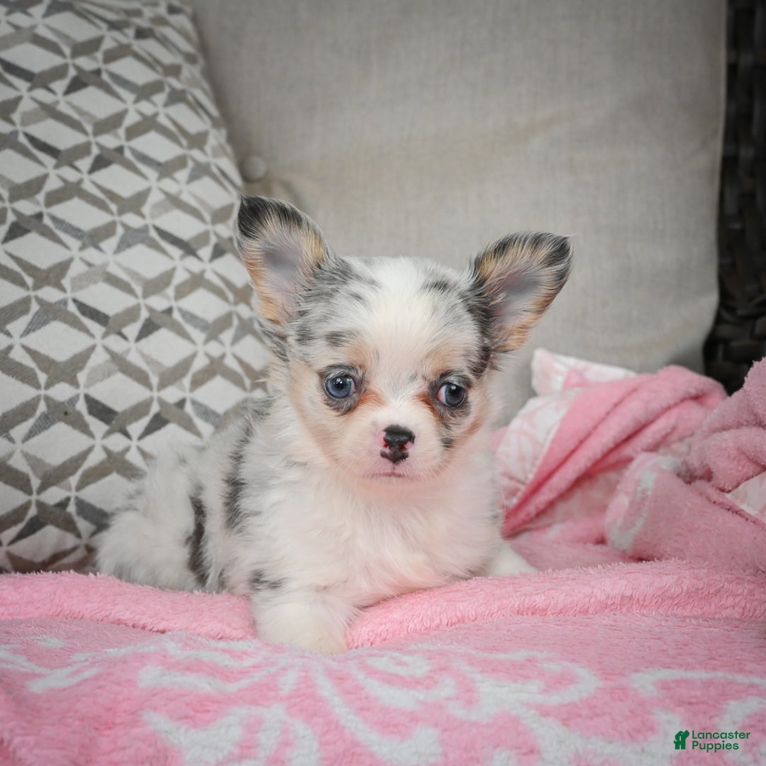 Chihuahua dogs for sale: Romeo - Ad 4