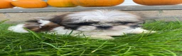 Shih Tzu dogs for sale: Molly - Ad 14