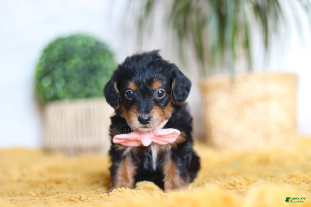 Yorkiepoo dogs for sale: Scarlett - Ad 1