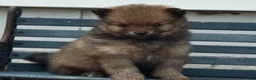 Pomeranian dogs for sale: Olivia  - Ad 9
