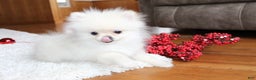 Pomeranian dogs for sale: Teacup Tony - Ad 17