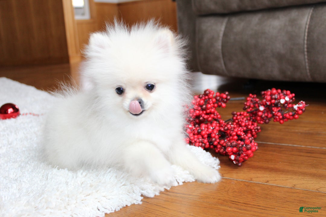 Pomeranian dogs for sale: Teacup Tony - Ad 17