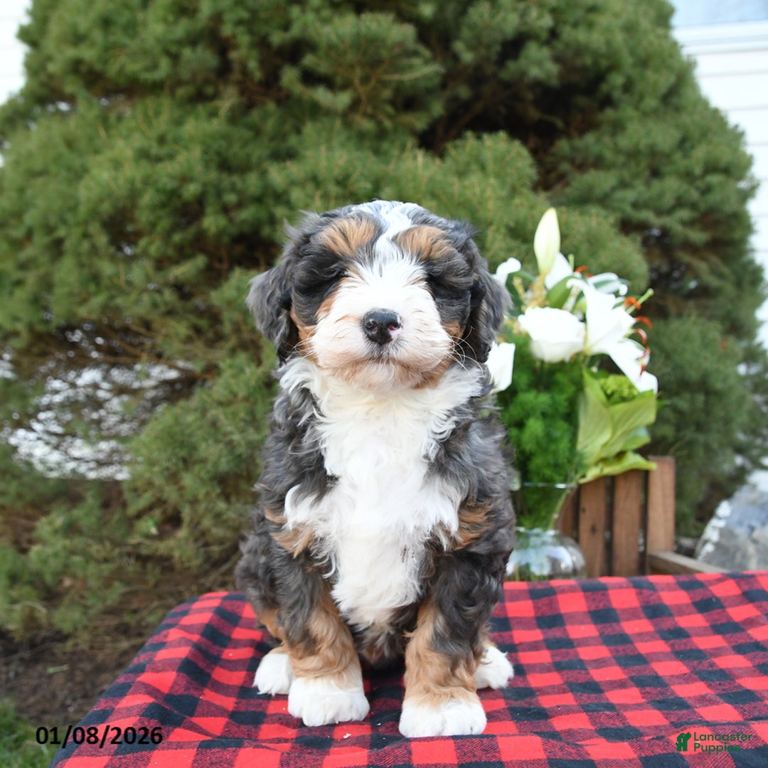 Mini Bernedoodle dogs for sale: Samson - Ad 2