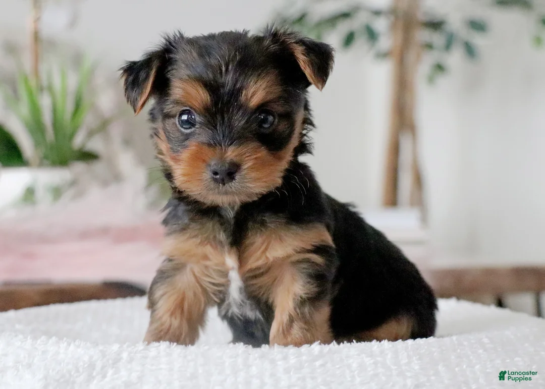 Yorkshire Terrier dogs for sale: Yorkshire Terrier Puppy 2 - Ad 3