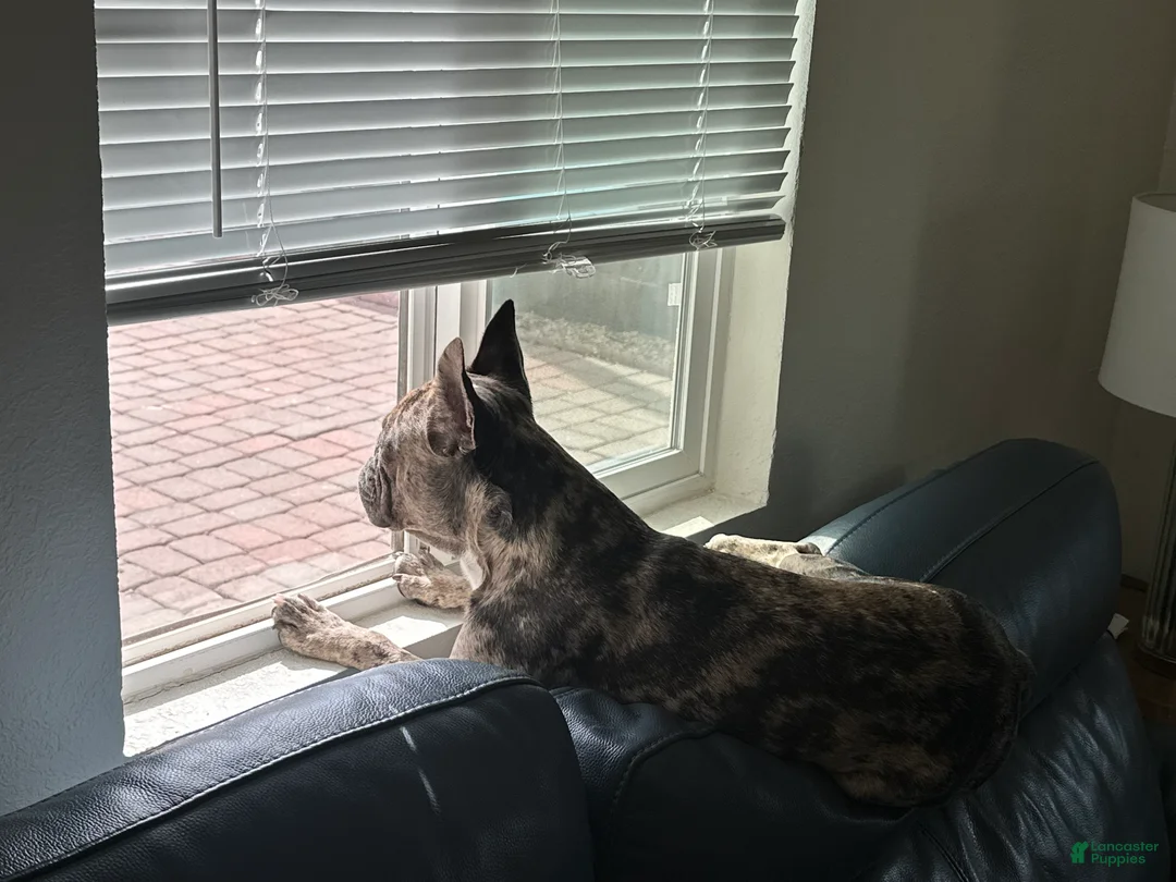 French Bulldog dogs for stud: Bubba  - Ad 6