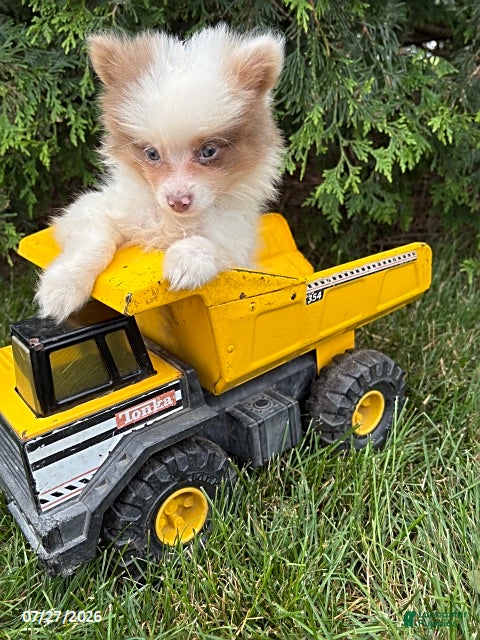 Pomeranian dogs Oliver - Ad 2