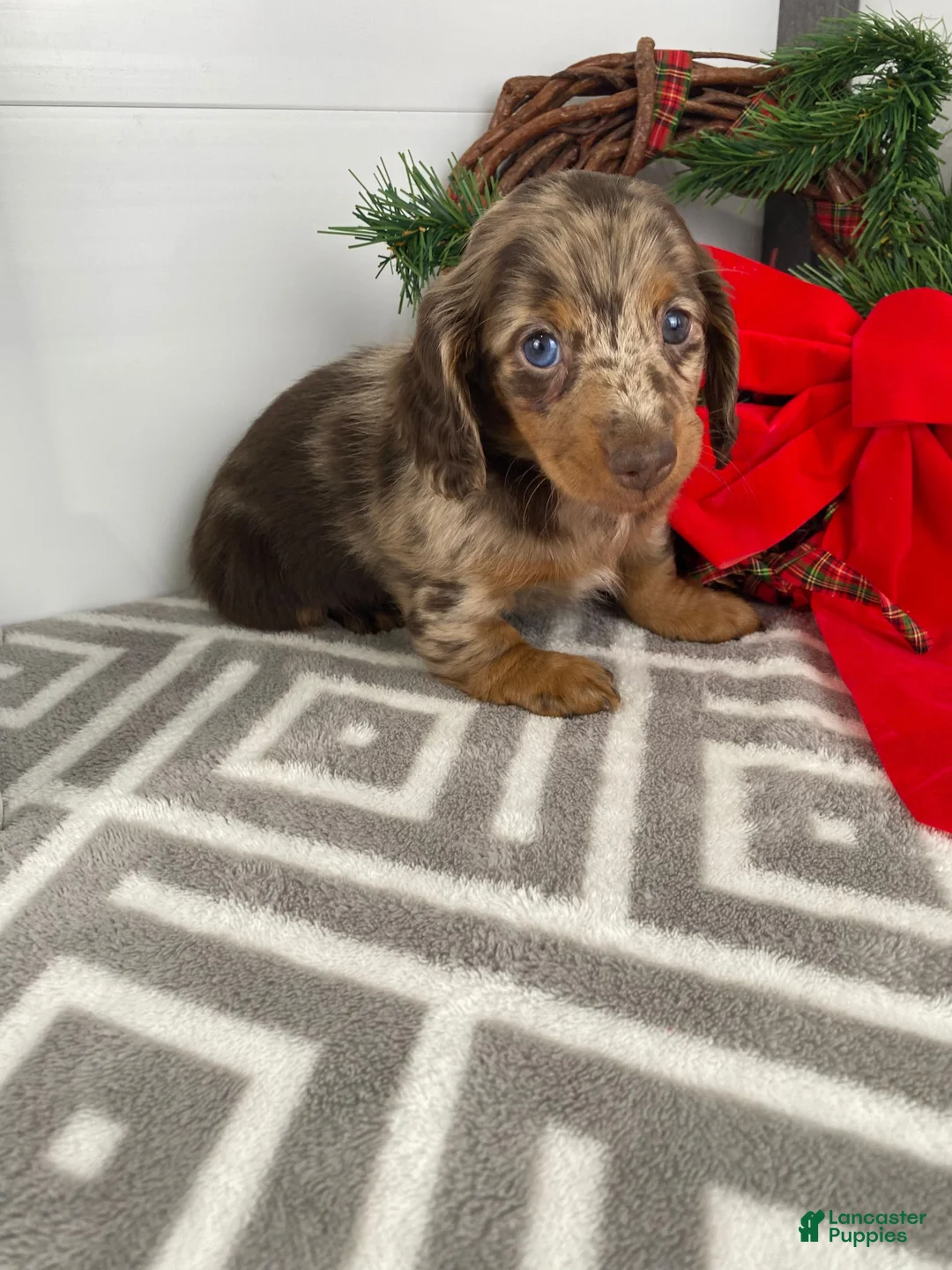 Miniature Dachshund dogs for sale: Rosie - Ad 7