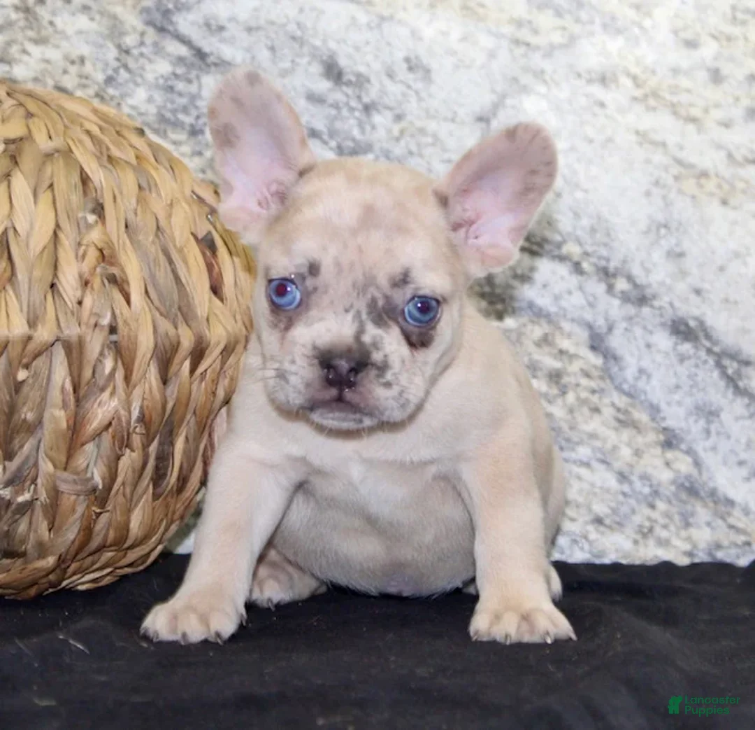 French Bulldog dogs for sale: Roxanne - Ad 2