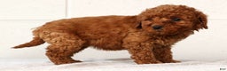 Mini Goldendoodle dogs for sale: Lou - Ad 5