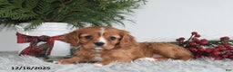 Cavalier King Charles Spaniel dogs for sale: Holly - Ad 5