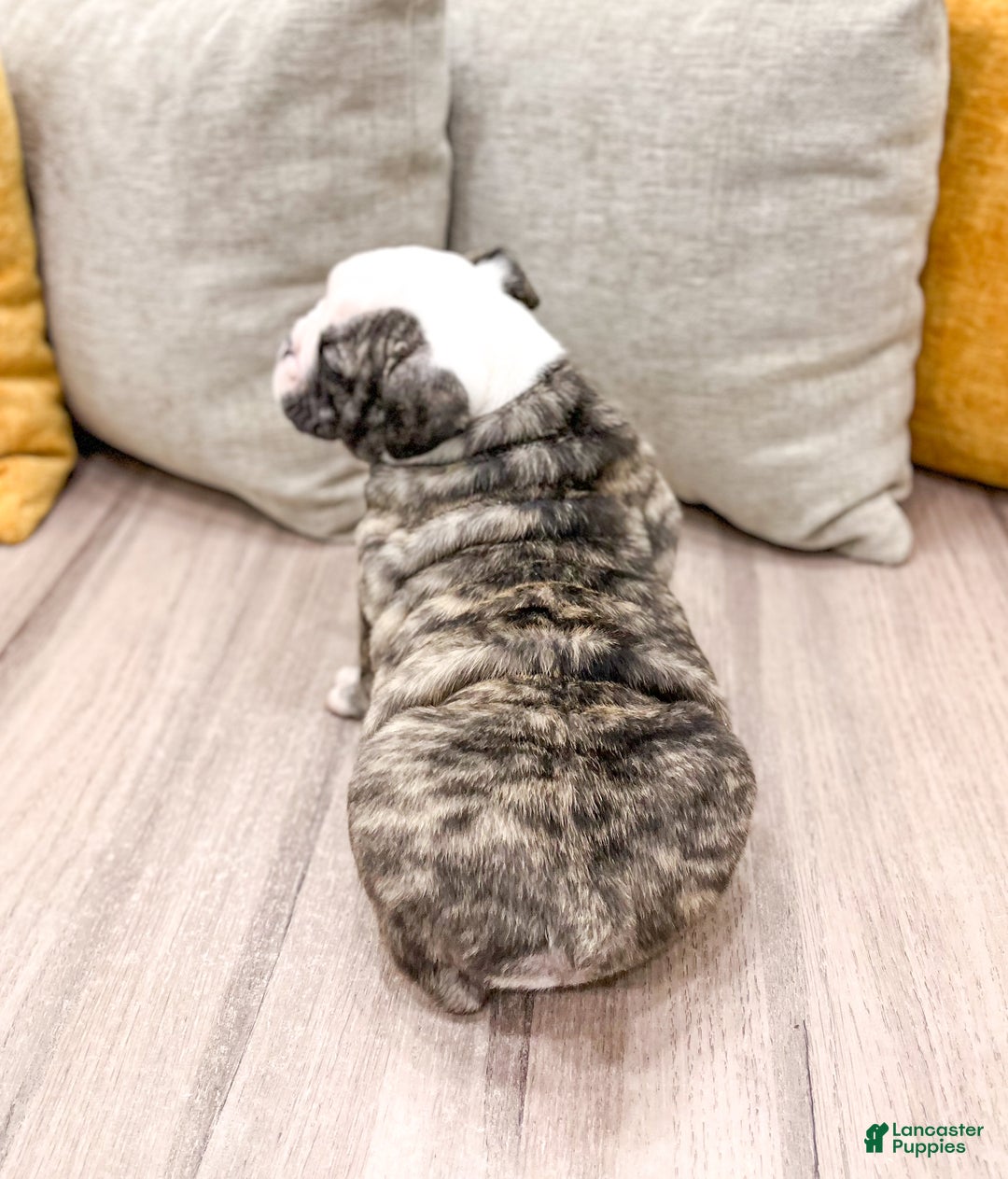 English Bulldog dogs for sale: Mack - Ad 5