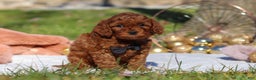 Cavapoo dogs for sale: Tucker - Ad 4