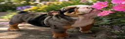 English Bulldog dogs for sale: Jaxon - Ad 1
