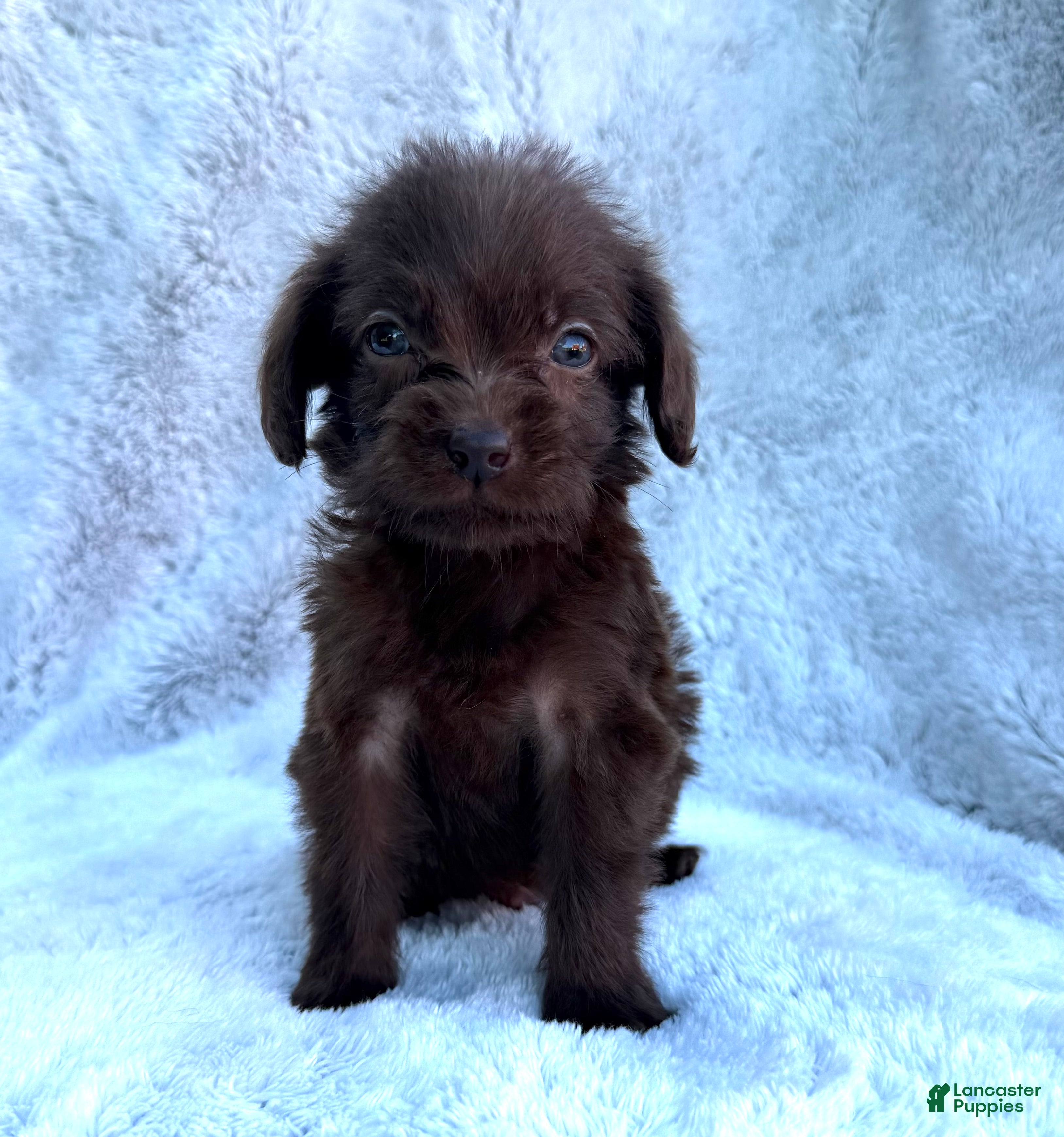 Labradoodle dogs Rambo - Ad 2