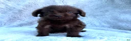 Labradoodle dogs for sale: Rambo - Ad 2