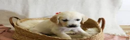 Golden Retriever dogs for sale: Poppyseed  - Ad 5