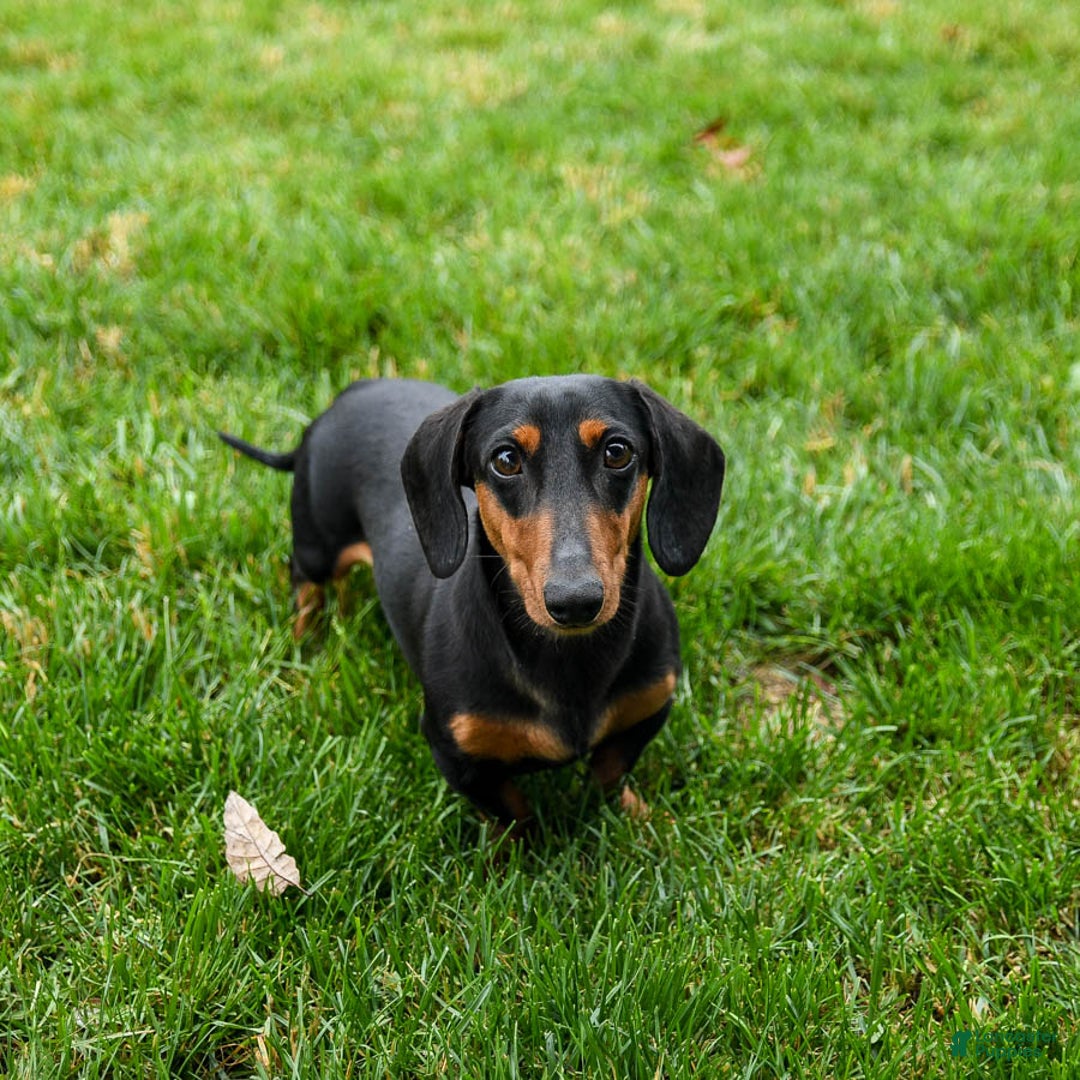 Miniature Dachshund dogs for sale: Chloe - Ad 7
