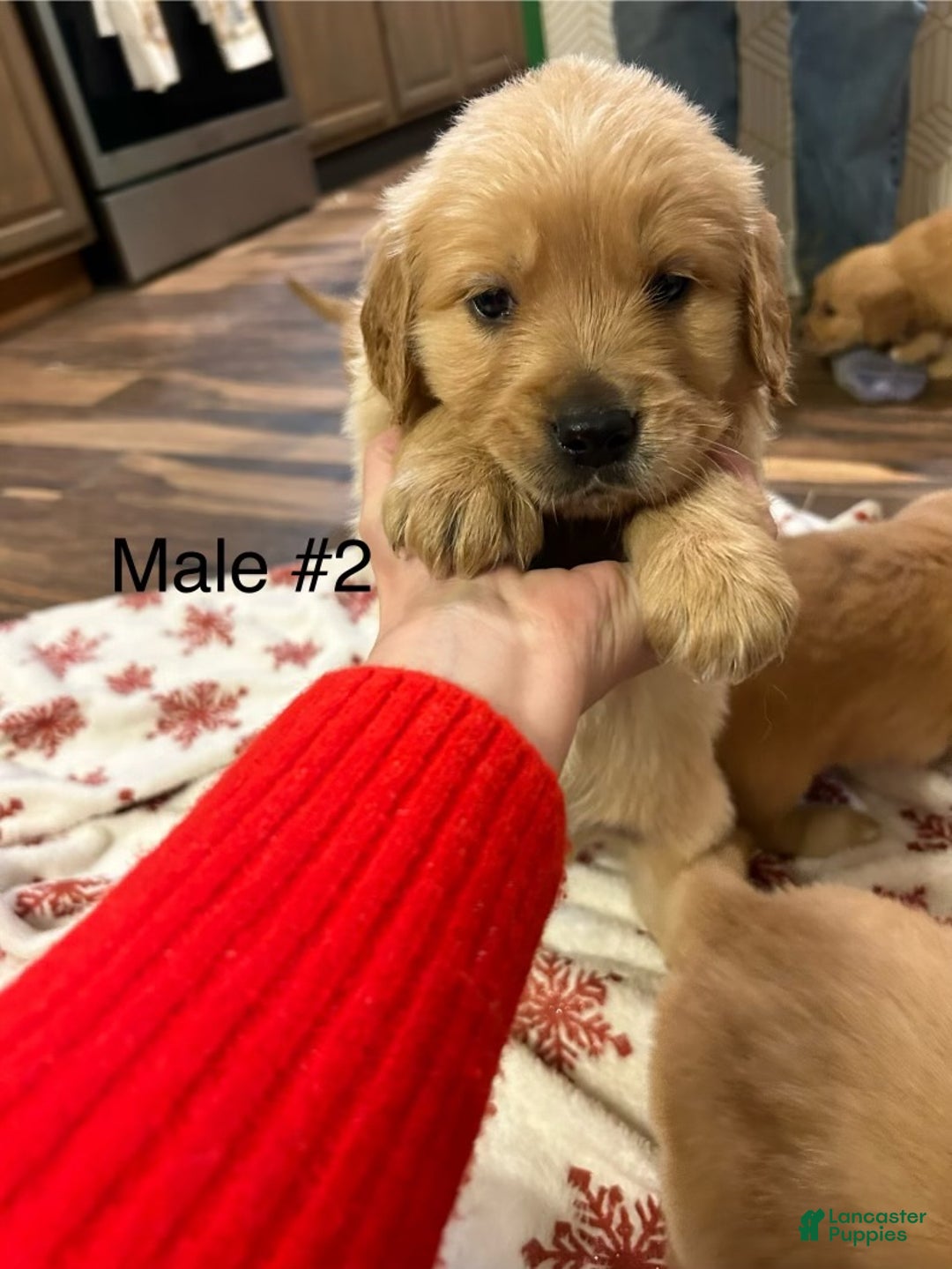 Golden Retriever dogs for sale: Golden Retriever litter of 8 puppies - Ad 7