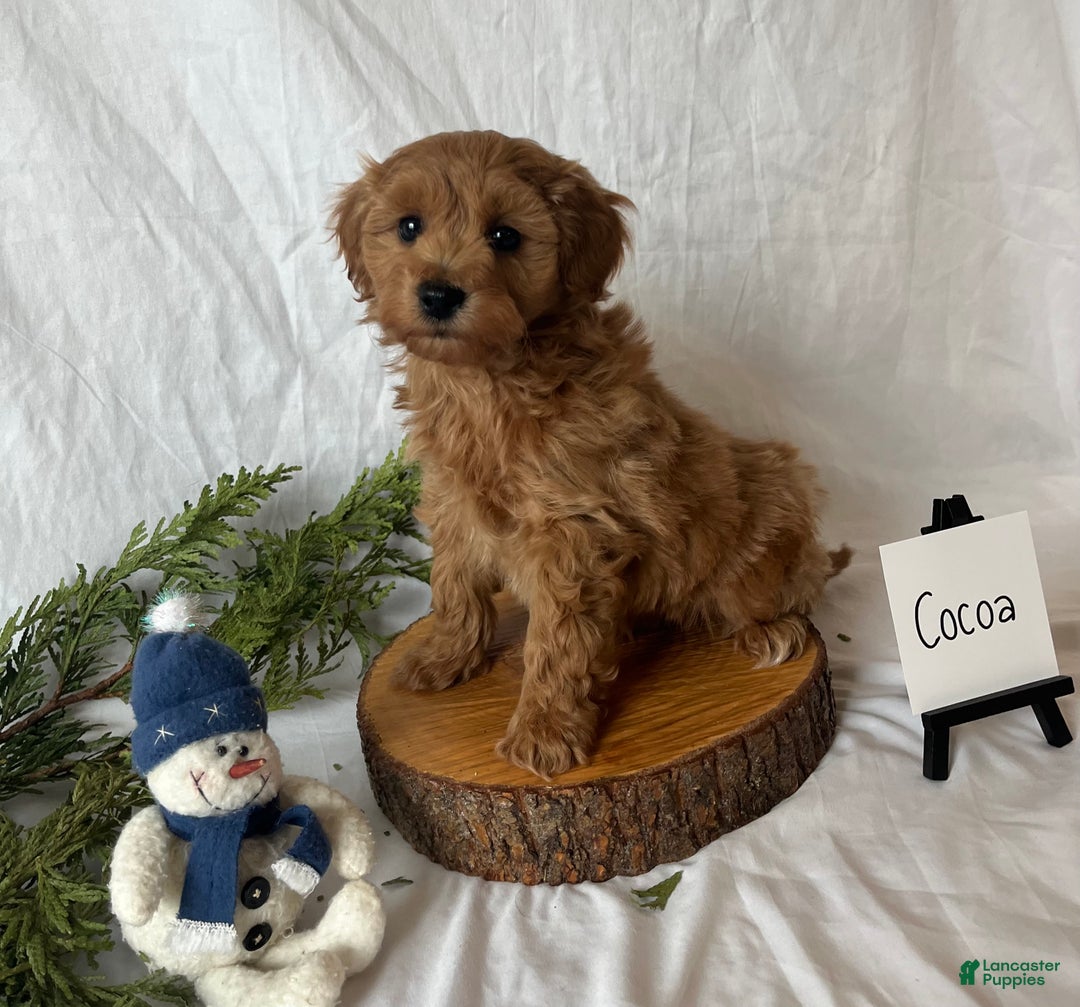 Maltipoo dogs for sale: Cocoa - Ad 4