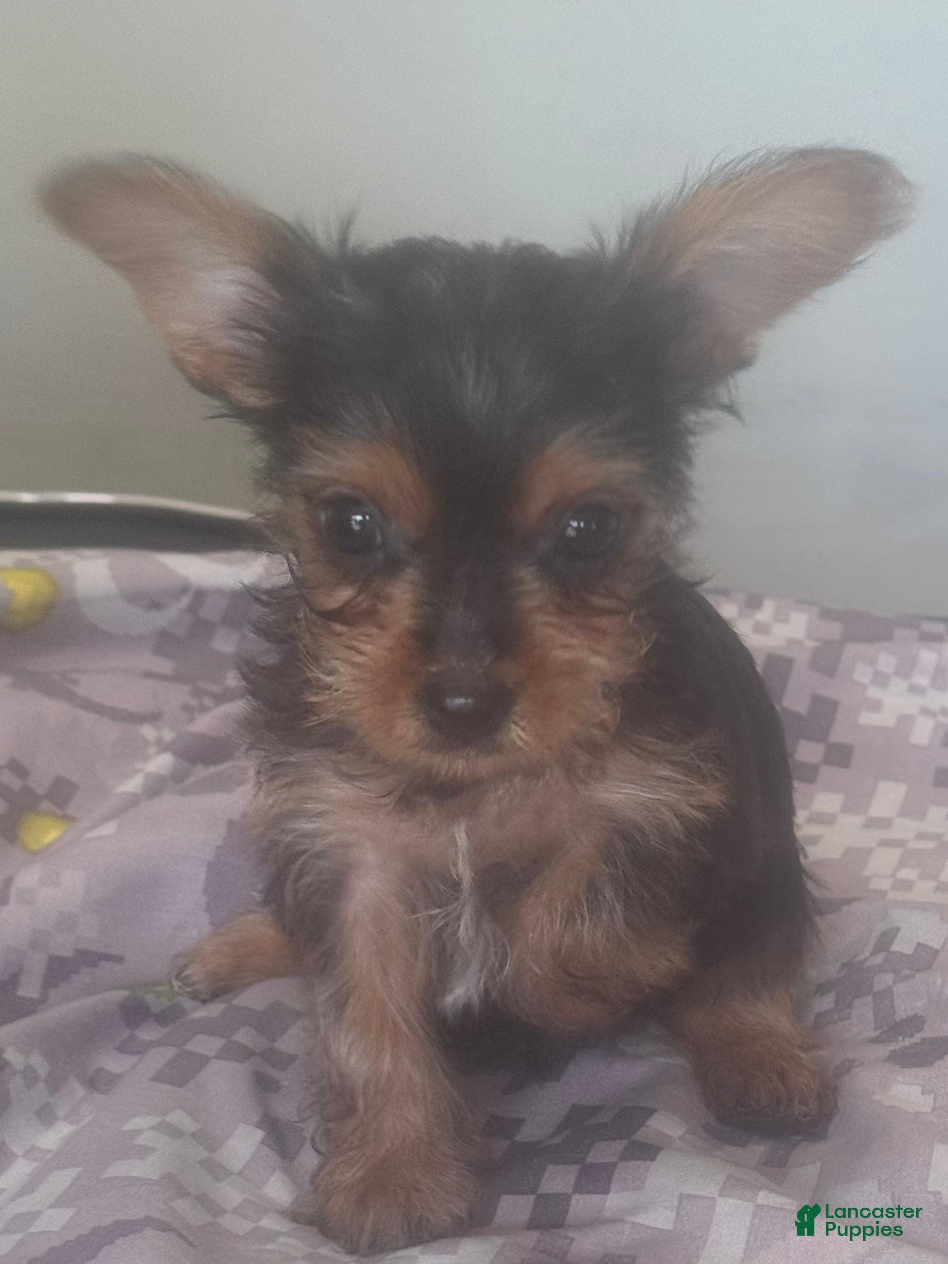 Yorkshire Terrier dogs Yorkshire Terrier - Ad 40
