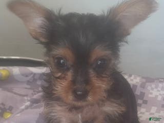 Yorkshire Terrier dogs Yorkshire Terrier - Ad 14