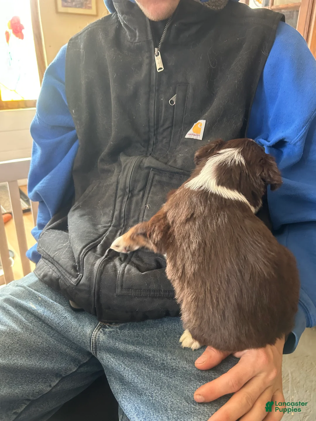 Australian Shepherd dogs for sale: Scarlet O'hara - Ad 5