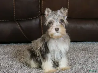 Miniature Schnauzer dogs Axel - Ad 5