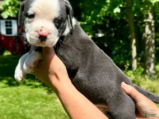 American Bulldog dogs for sale: Male 1 - Ad 2