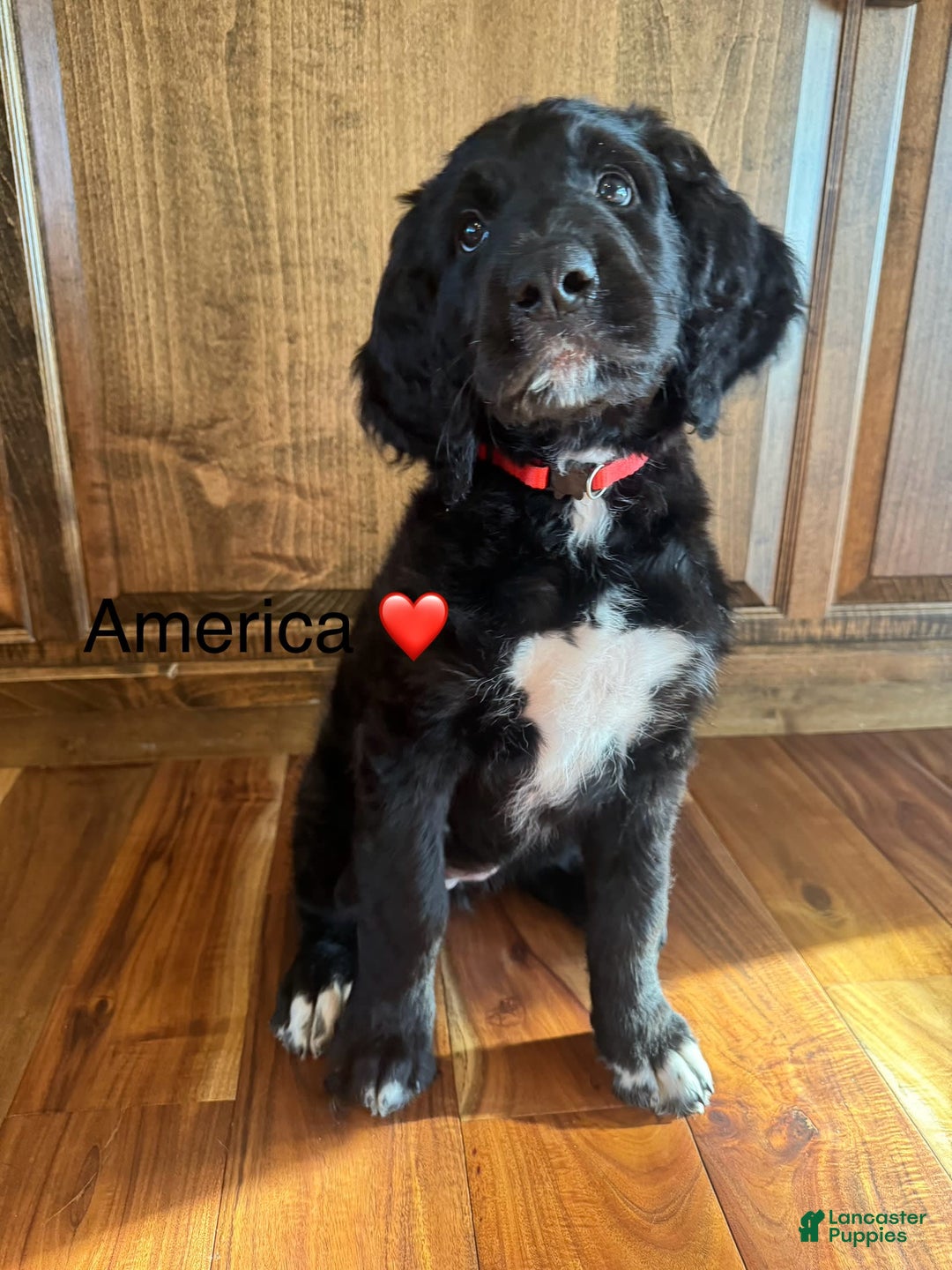 Gallery Image {{count}}