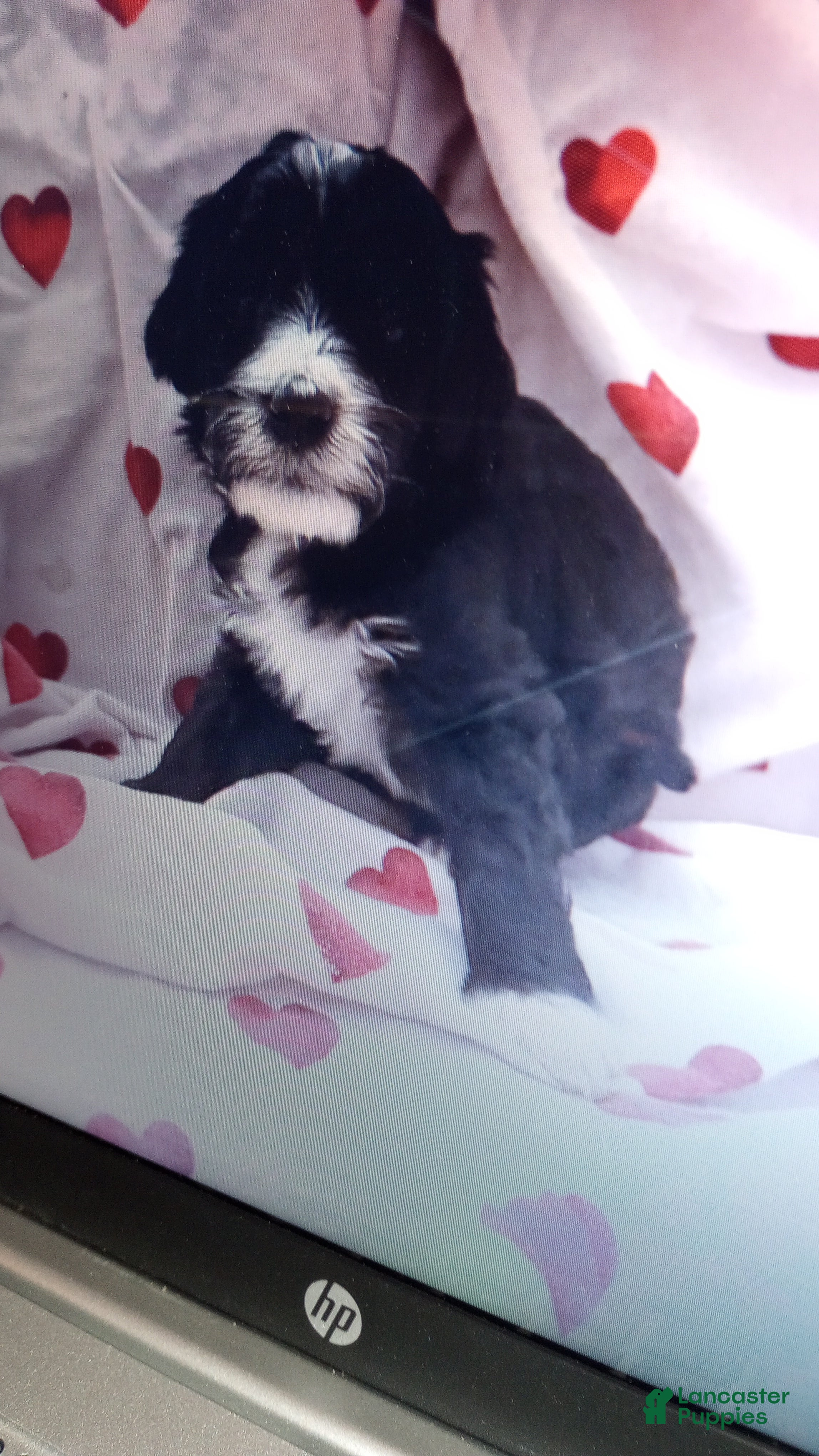 Bernedoodle dogs Saint - Ad 1