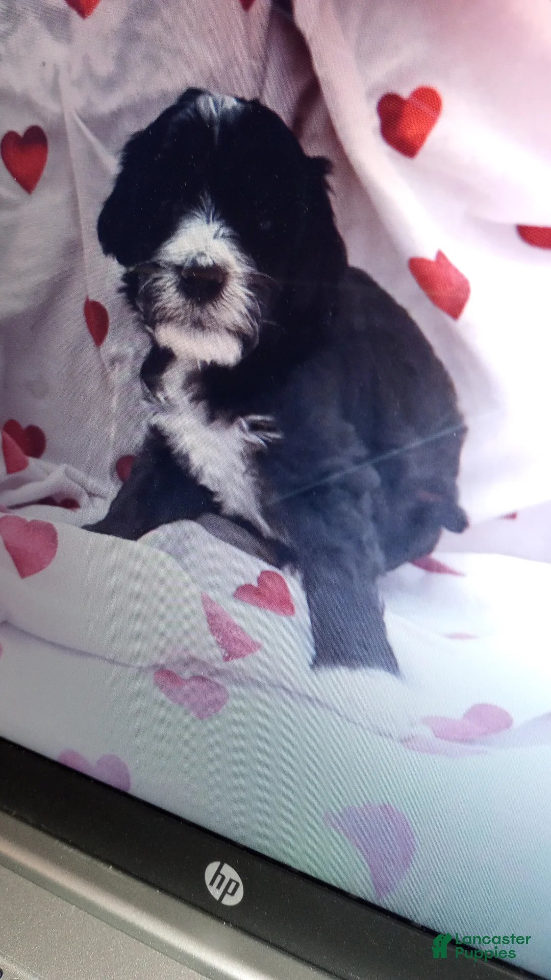 Bernedoodle dogs for sale: Saint - Ad 1