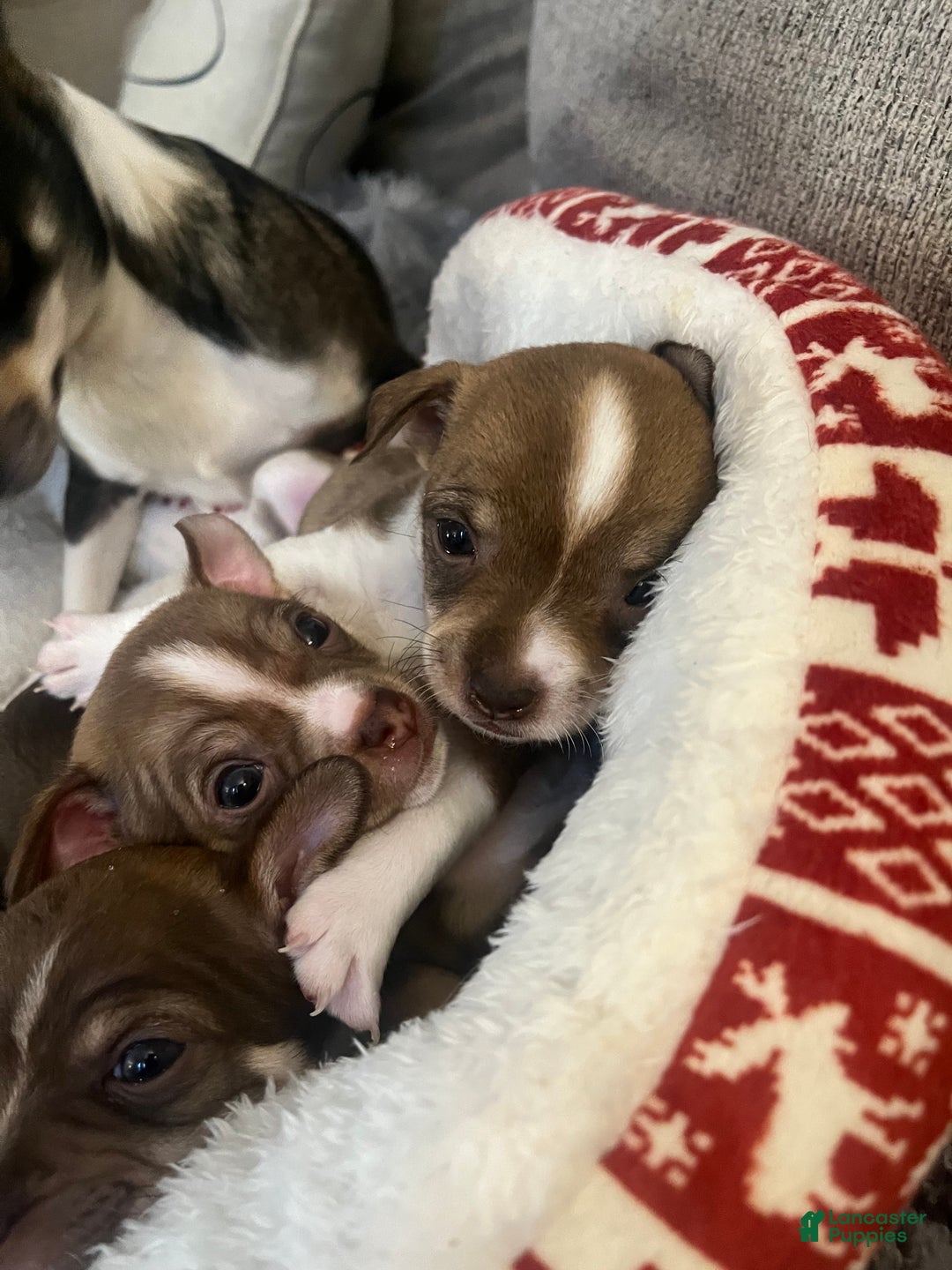 Chihuahua dogs for sale: Chihuahua Puppy 4 - Ad 5