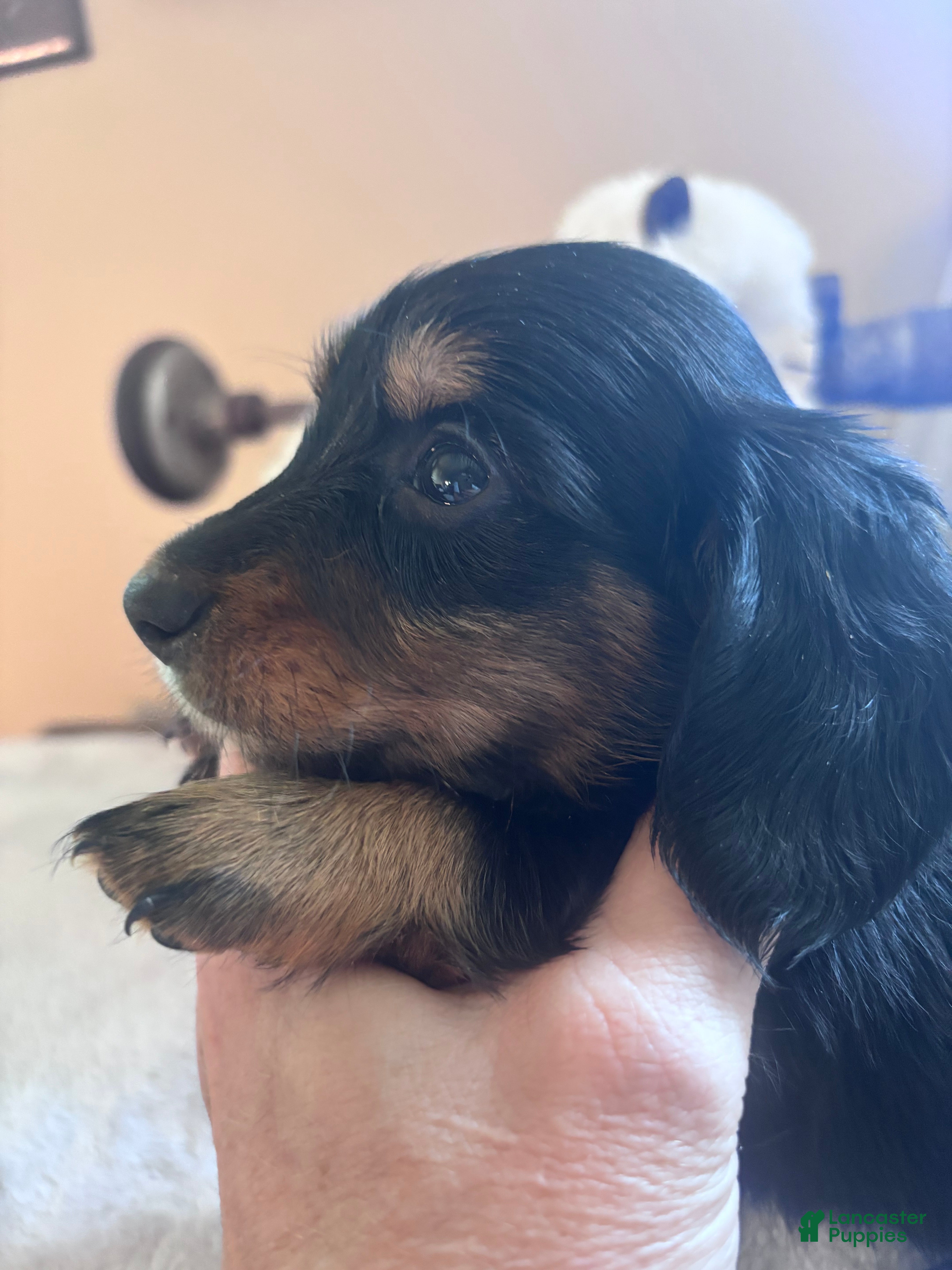 Dachshund dogs Fritz-Long Hair - Ad 1