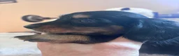 Dachshund dogs for sale: Fritz-Long Hair - Ad 1