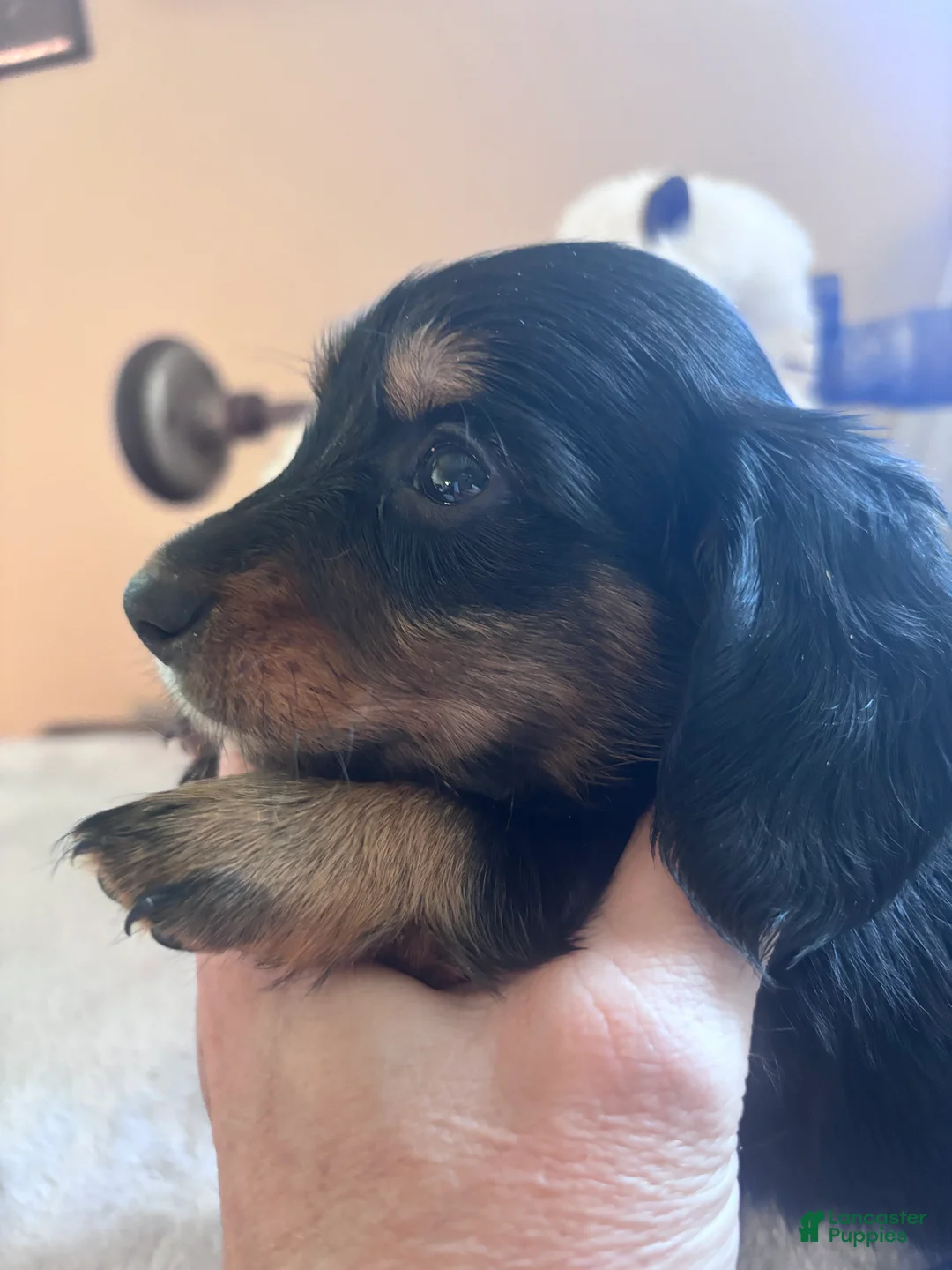 Dachshund dogs for sale: Fritz-Long Hair - Ad 1