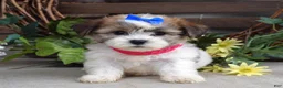 Teddy Bear dogs for sale: Iris - Ad 5