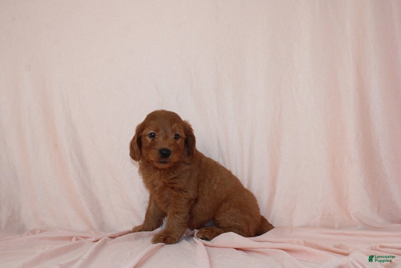 Goldendoodle dogs Wyatt - Ad 2