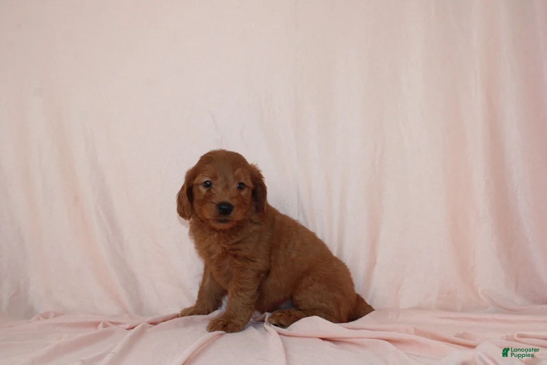 Goldendoodle dogs for sale: Wyatt - Ad 2