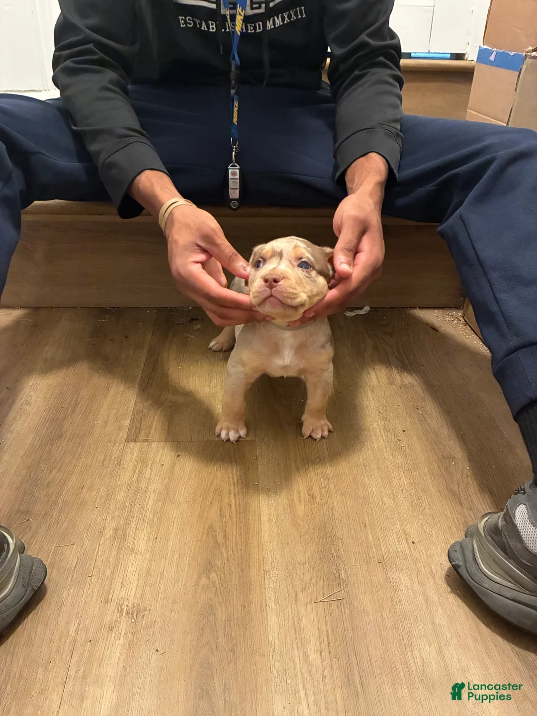 American Bully dogs for sale: American Bully 1 - Ad 2