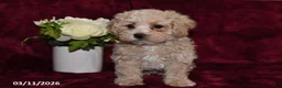 Maltipoo dogs for sale: Olivia - Ad 2