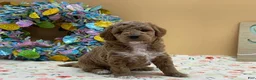 Mini Goldendoodle dogs for sale: Sadie Mini Goldendoodle Puppy  - Ad 5