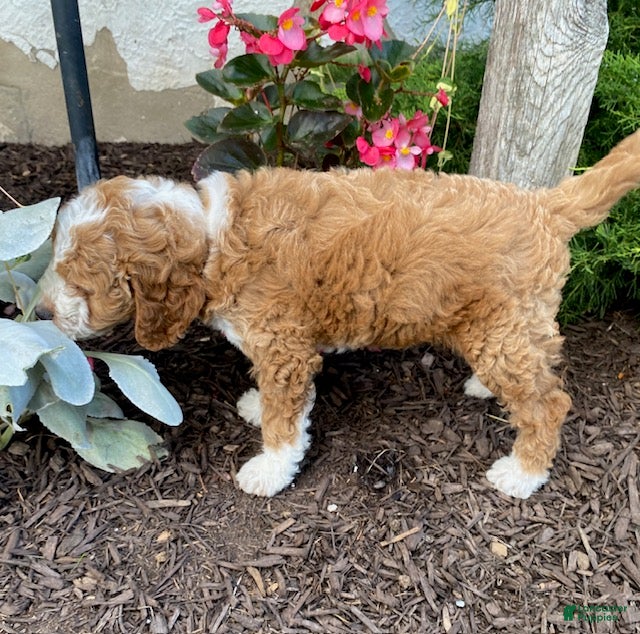Mini Goldendoodle dogs Spice - Ad 2