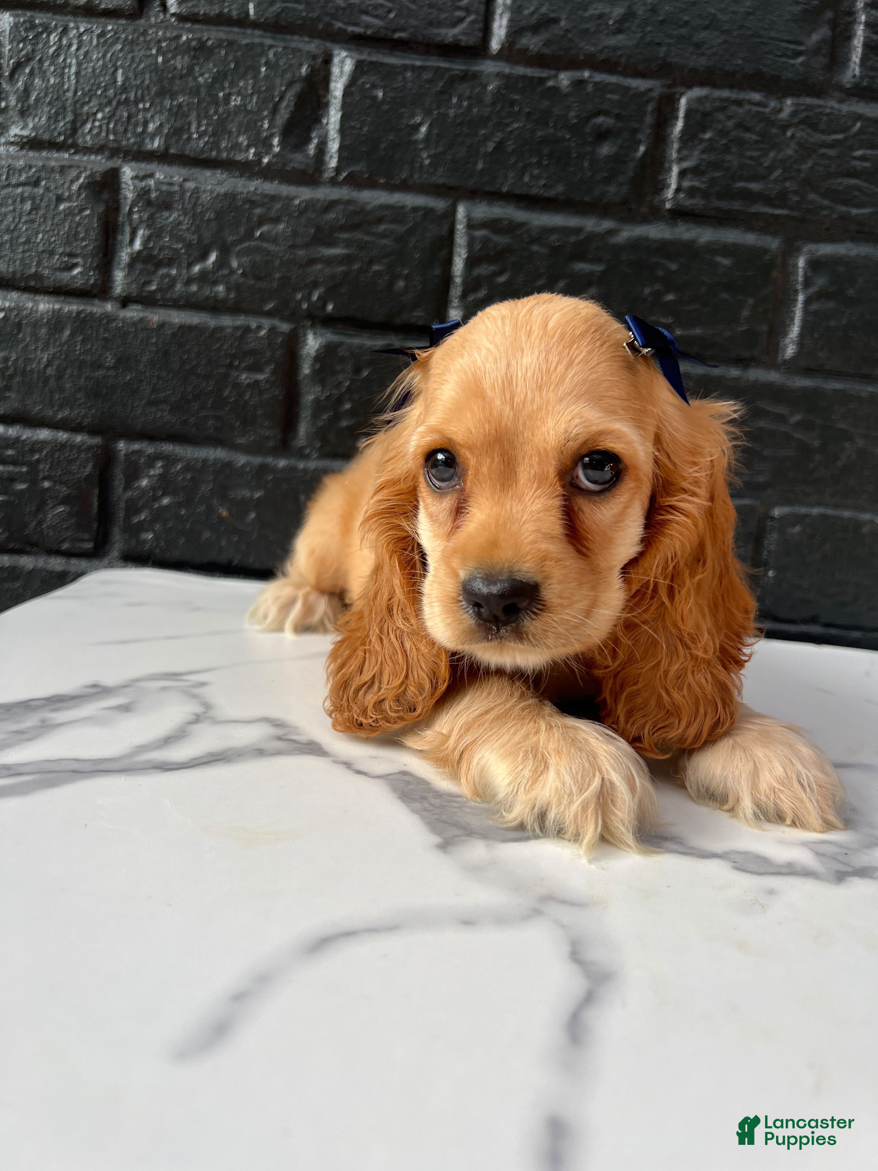 Cocker Spaniel dogs for sale: 🍯🤍 Meet Honey 🤍🍯 - Ad 2