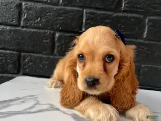 Cocker Spaniel dogs 🍯🤍 Meet Honey 🤍🍯 - Ad 16