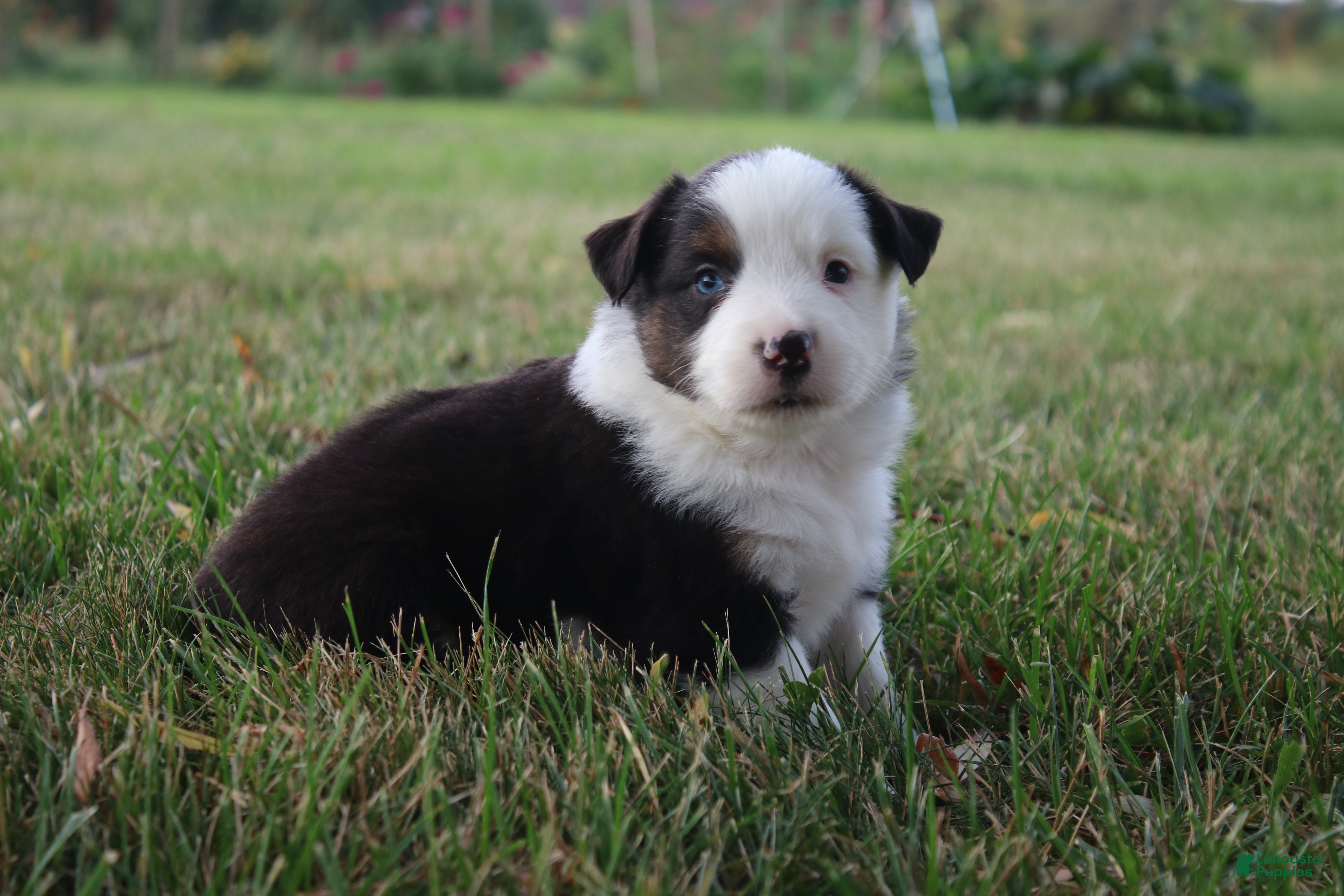 Miniature Australian Shepherd dogs Ellis - Ad 19