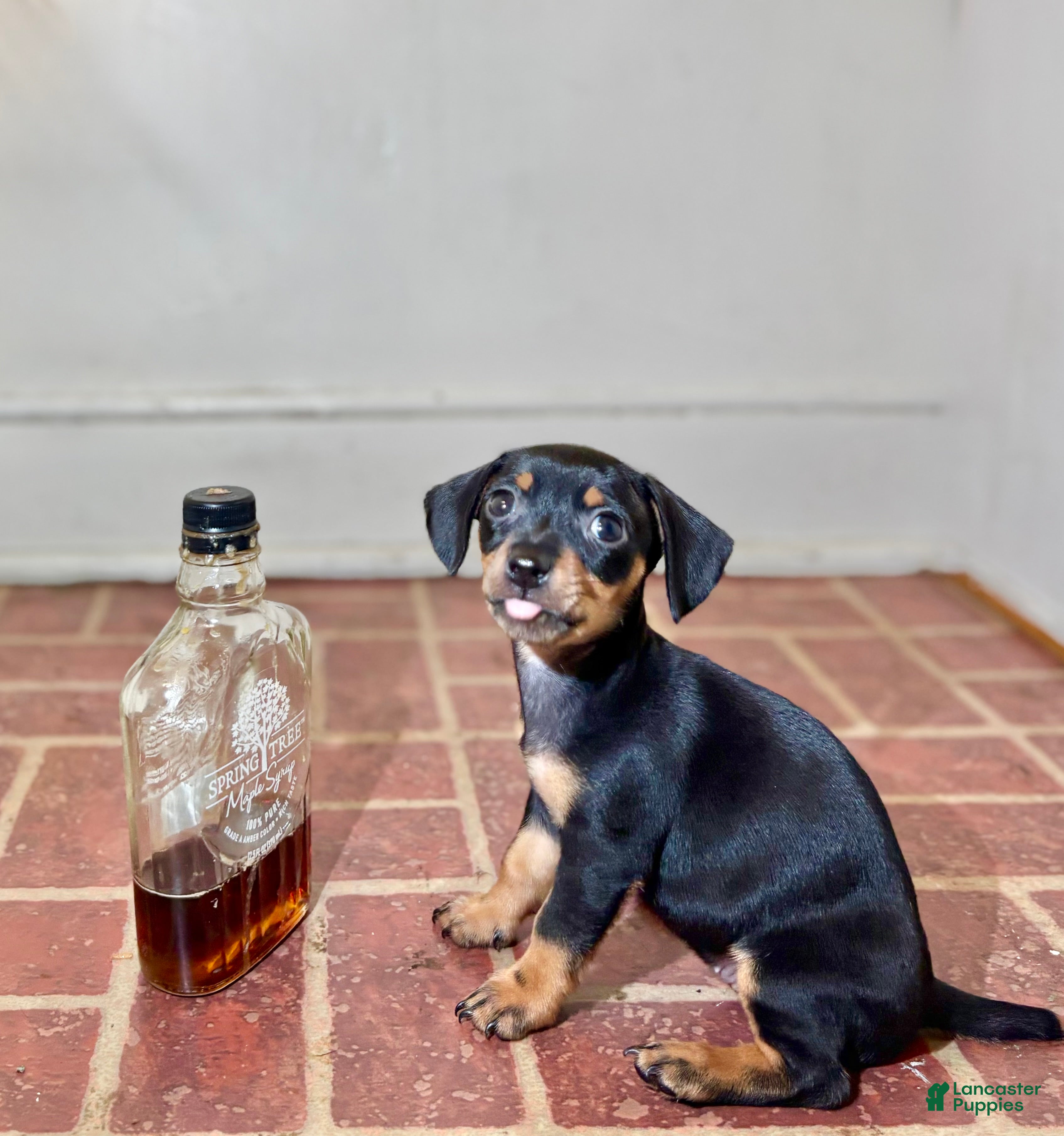 Mixed Breed dogs Pocket Pet 4 - Ad 35