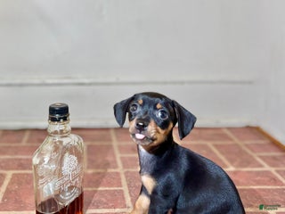 Mixed Breed dogs Pocket Pet 4 - Ad 35